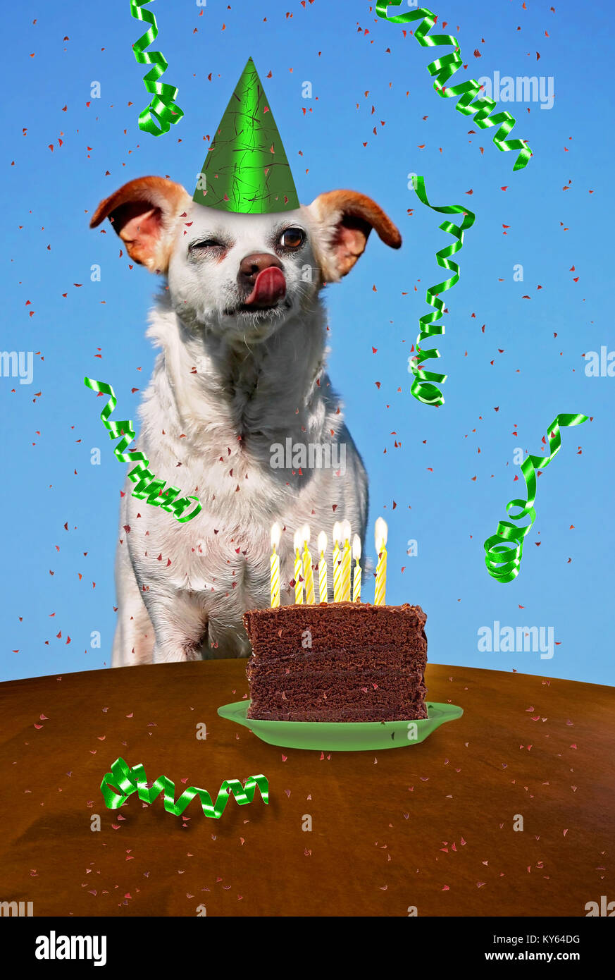 Un chihuahua con un pezzo di torta su una piastra con candele e streamers per biglietto di auguri di compleanno o di altri prodotti a tema Foto Stock