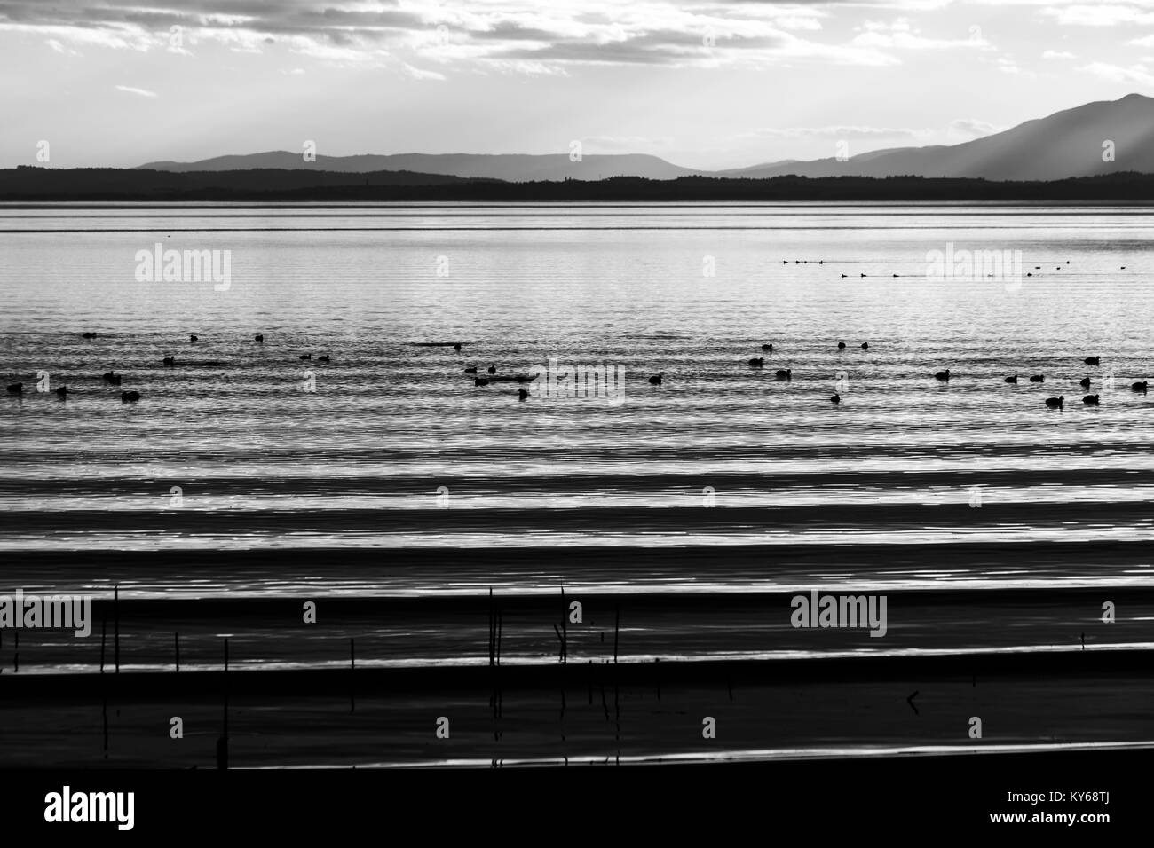 Bella e nitida acqua increspature sul lago Trasimeno (Umbria, Italia) al tramonto, con anatre e lontane colline Foto Stock