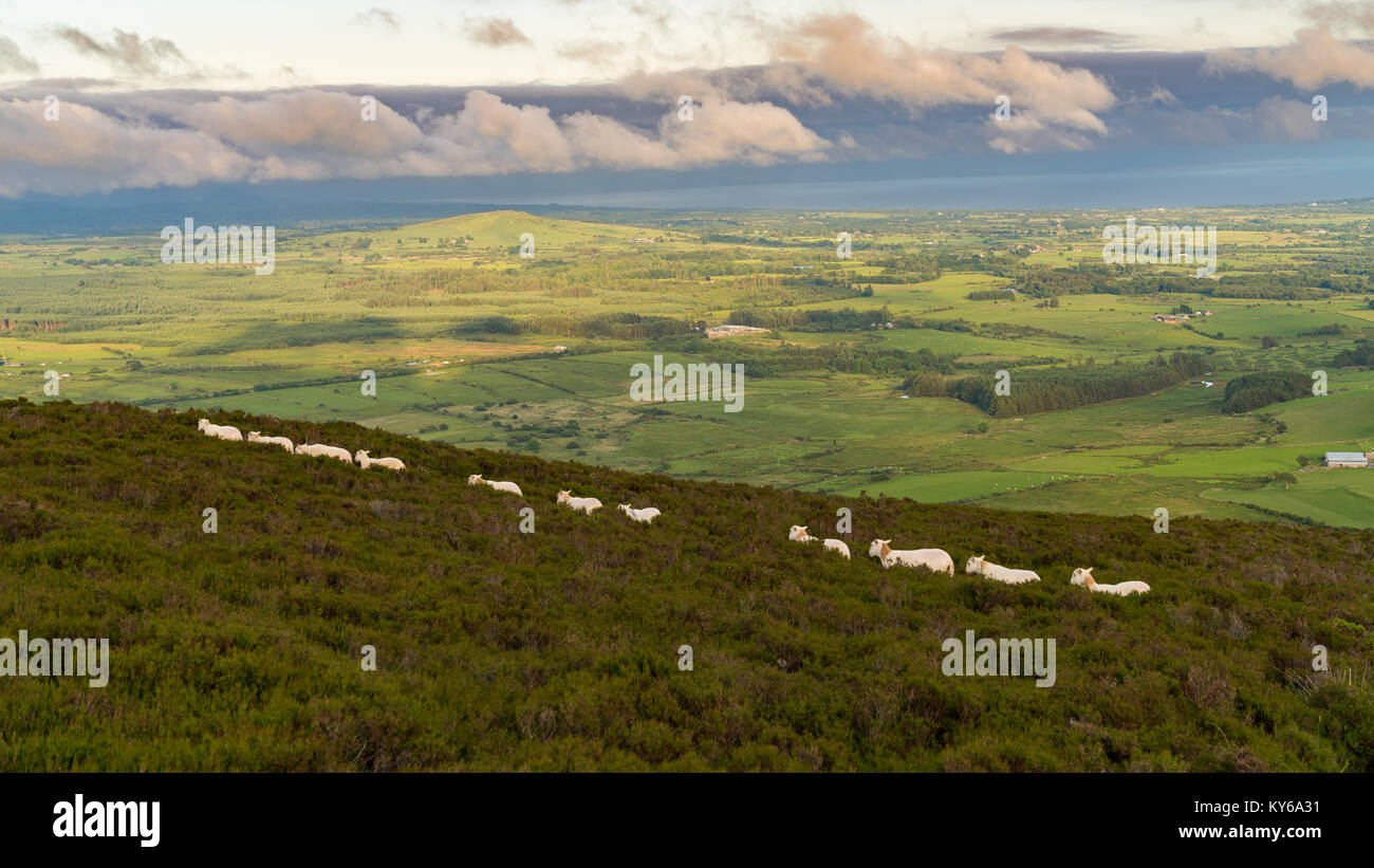 Pecore a piedi in linea, Tre'r Ceiri, vicino Trefor, Gwynedd, Wales, Regno Unito Foto Stock