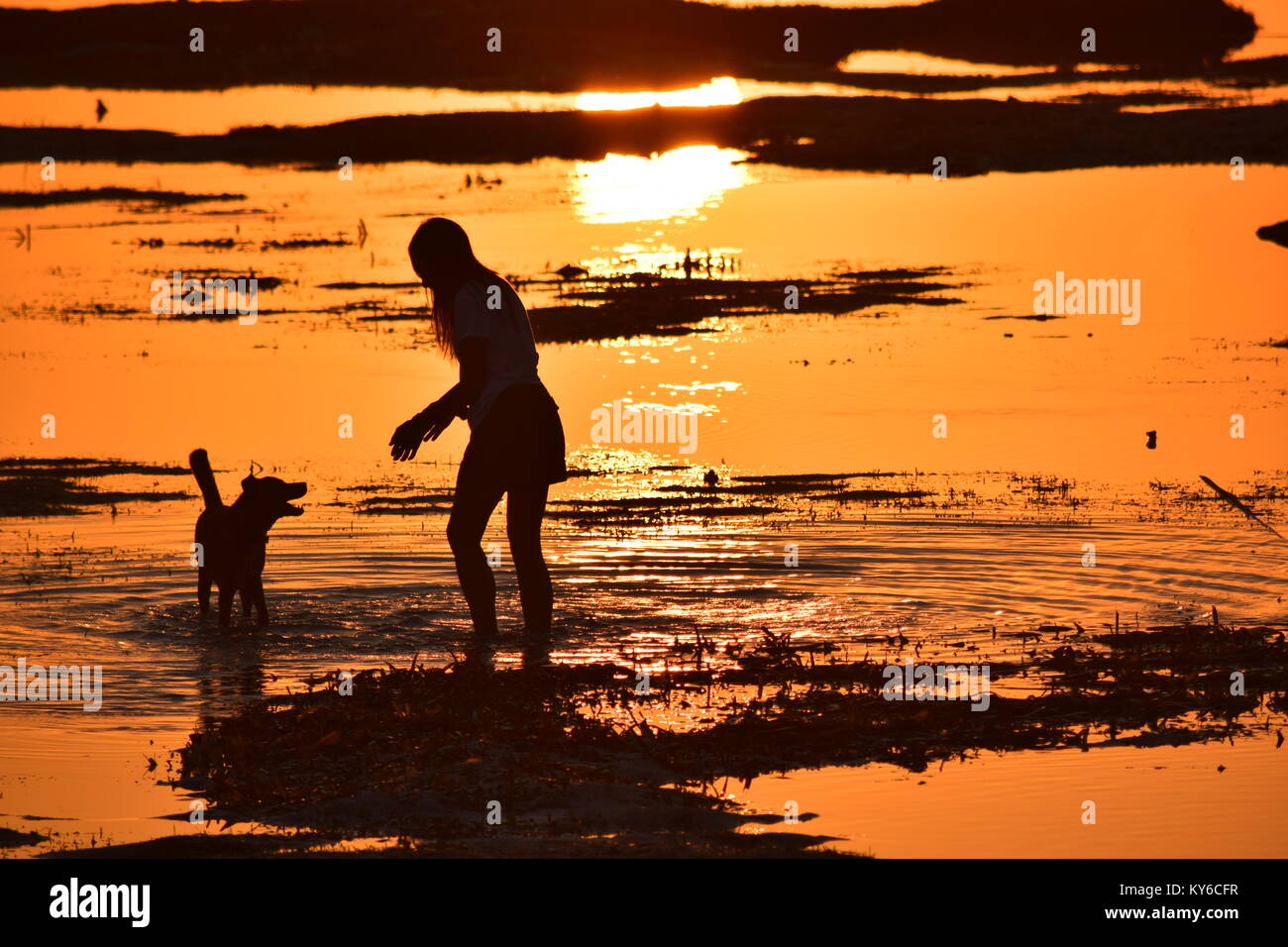 Cane, ragazza, e al tramonto Foto Stock