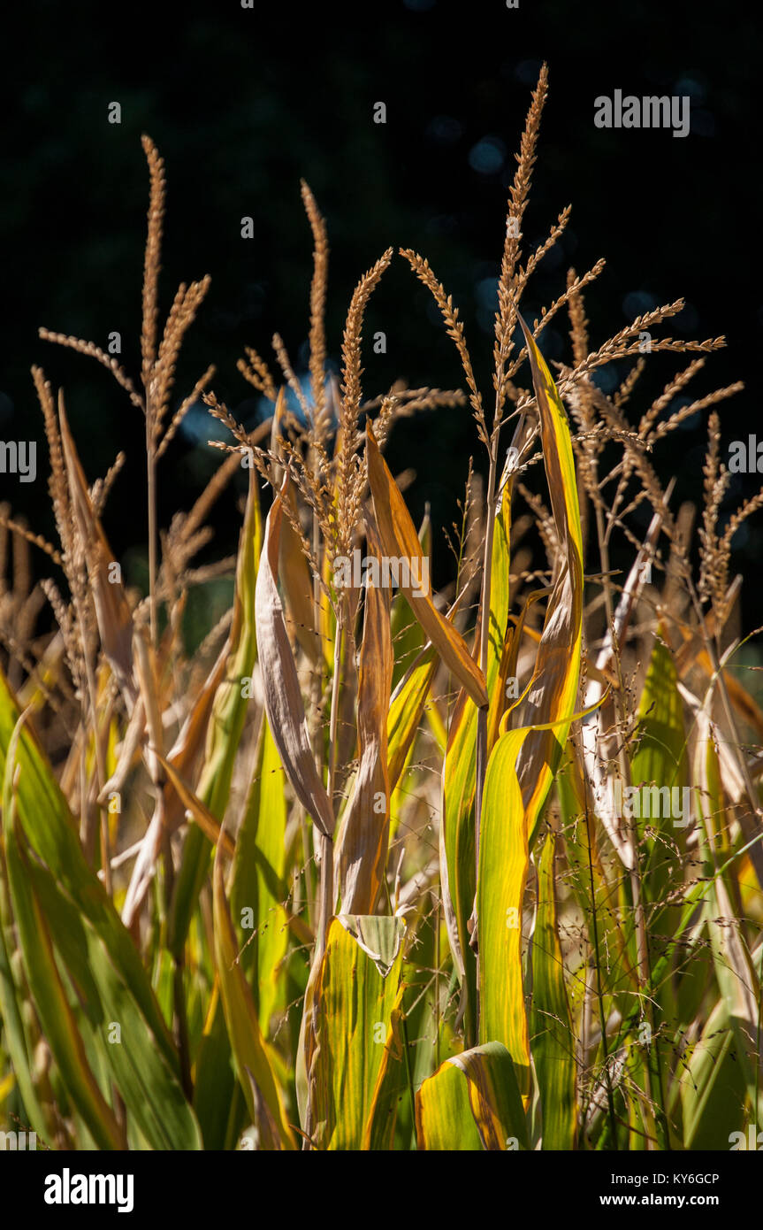 Natura e paesaggi, agricoltura e colture: un campo di grano con i dettagli delle foglie verdi e le punte Foto Stock