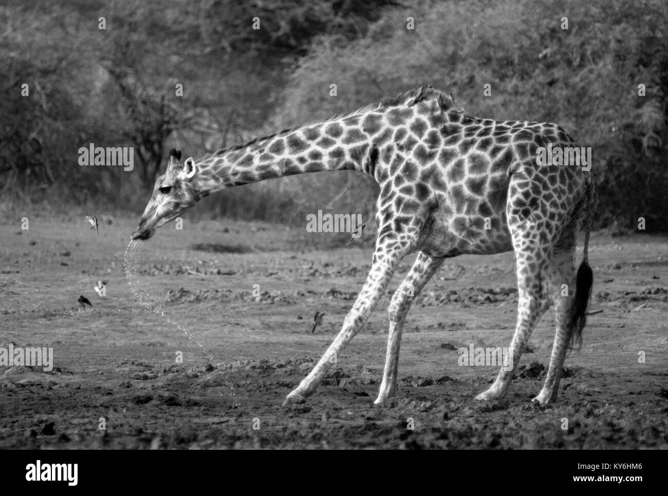 Giraffe bere Foto Stock