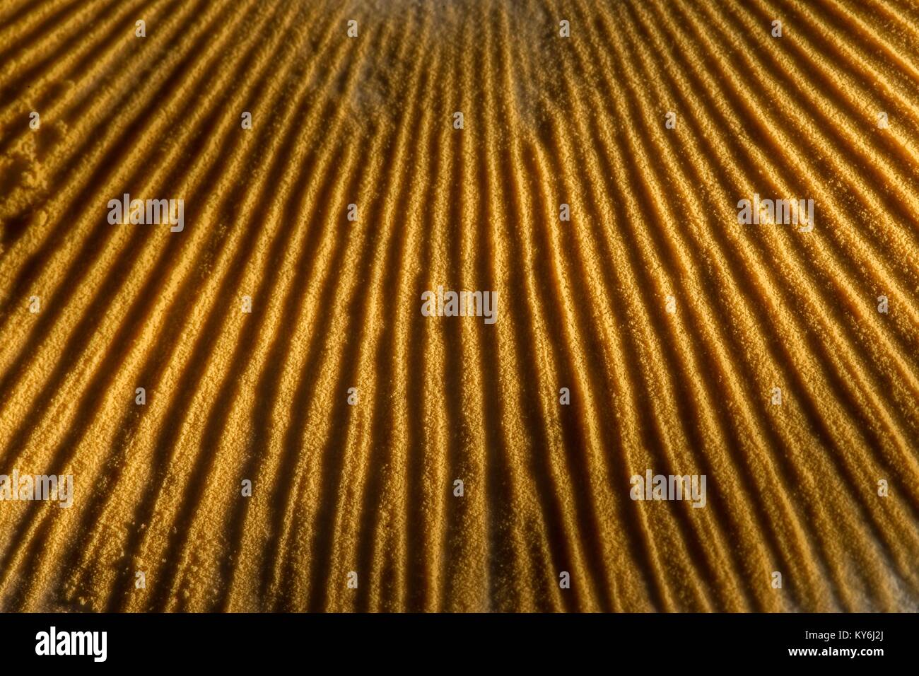 Stampe di spore sono realizzati da lasciando un tappo a fungo per riposare su un foglio di carta e sono utili per identificare le specie di fungo di colore. Foto Stock