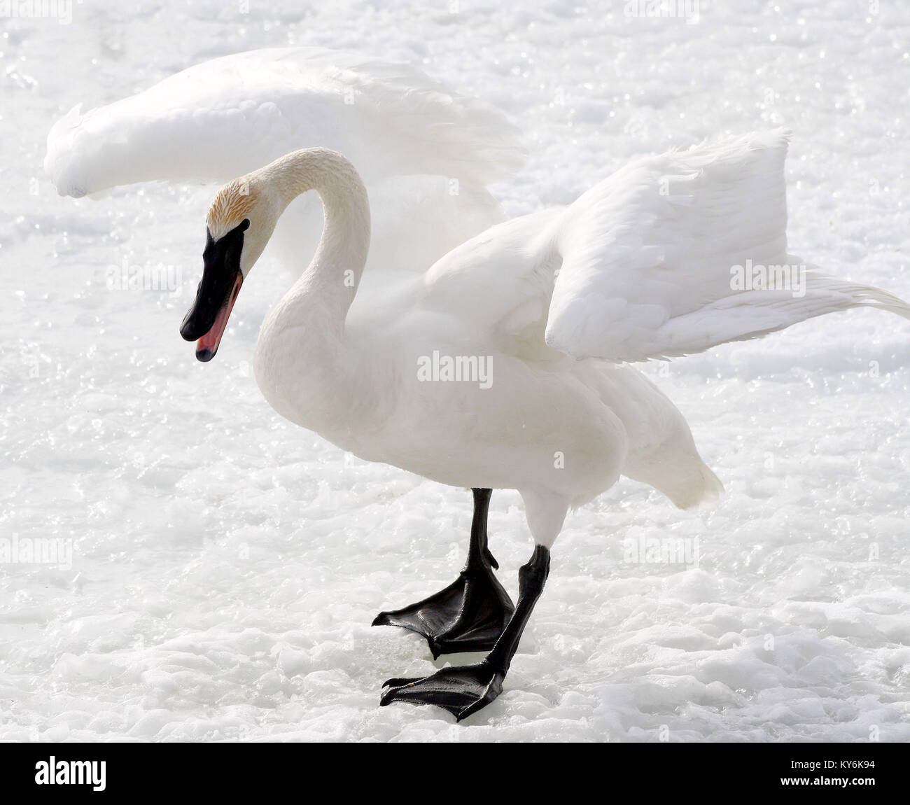 Magnifica Trumpeter Swan permanente sulla coperta di neve in terra aggressivo atteggiamento di combattimento Foto Stock