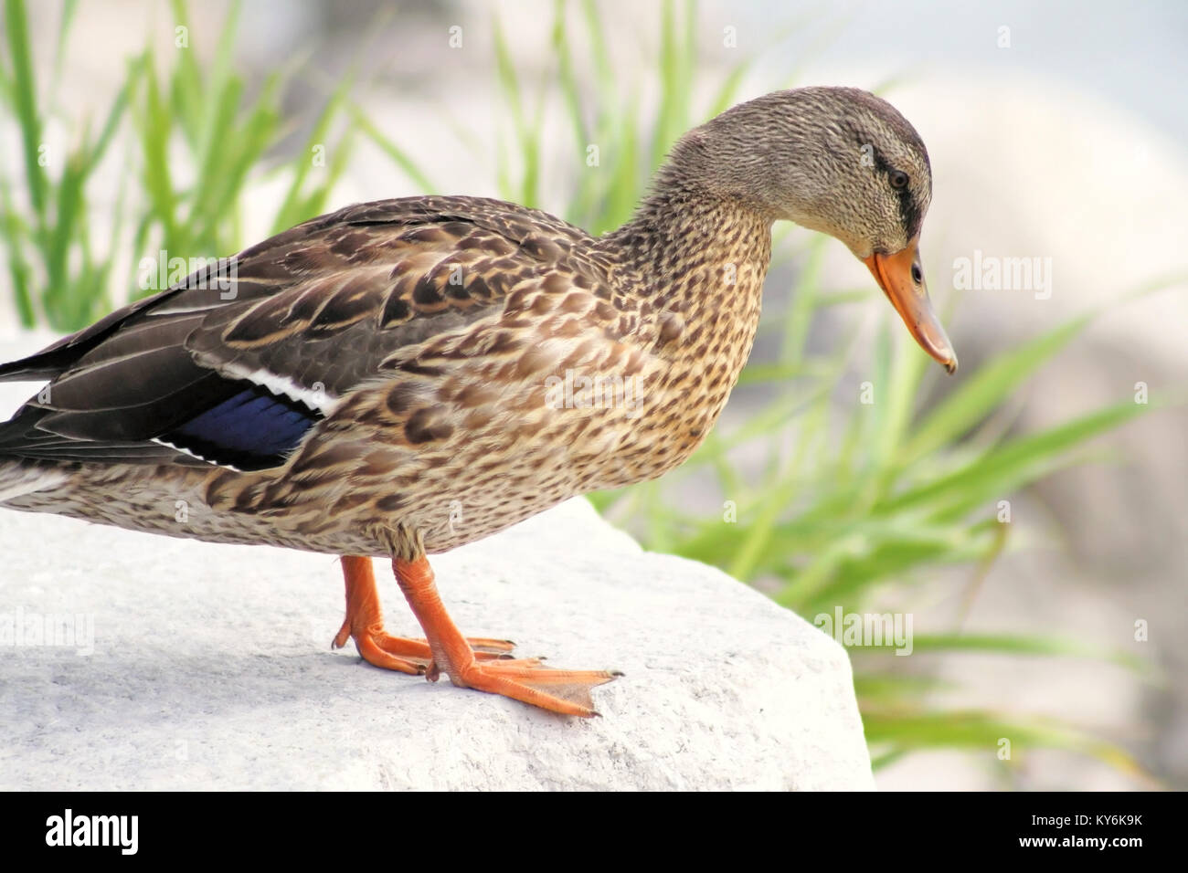 Mallard duck tenetevi pronti a saltare fuori rock Foto Stock