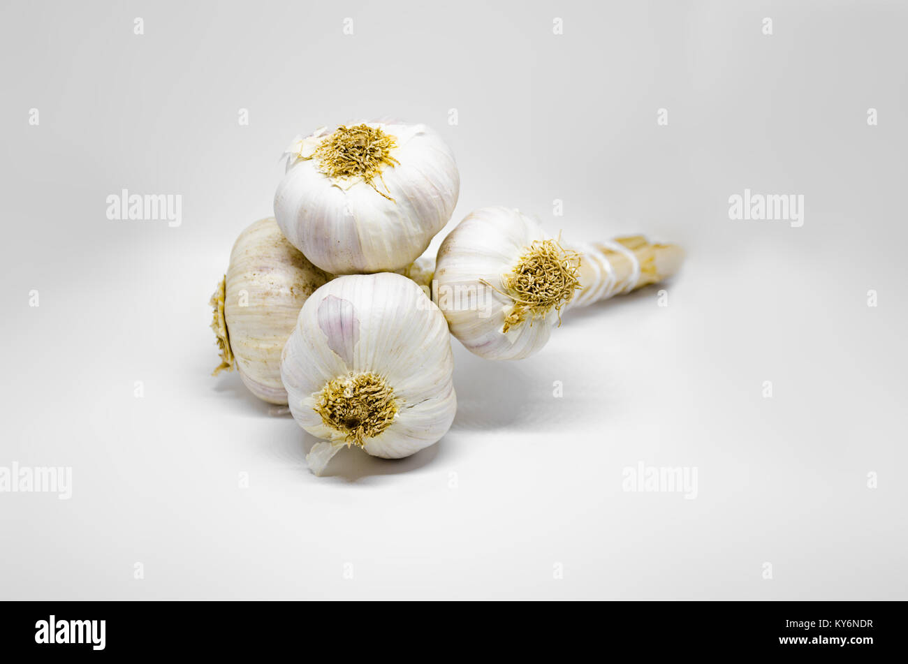 Quattro bulbi di aglio attaccato a stelo e legati insieme. Fotografato su uno sfondo bianco. Foto Stock