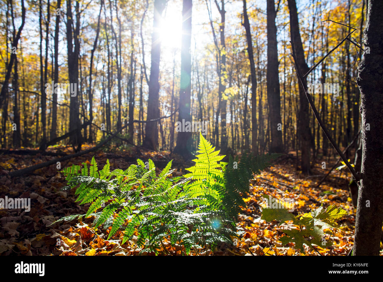 MAYNOOTH, Ontario, Canada - 20 Ottobre 2017: il sole illumina una felce su una caduta forest floor. Foto Stock
