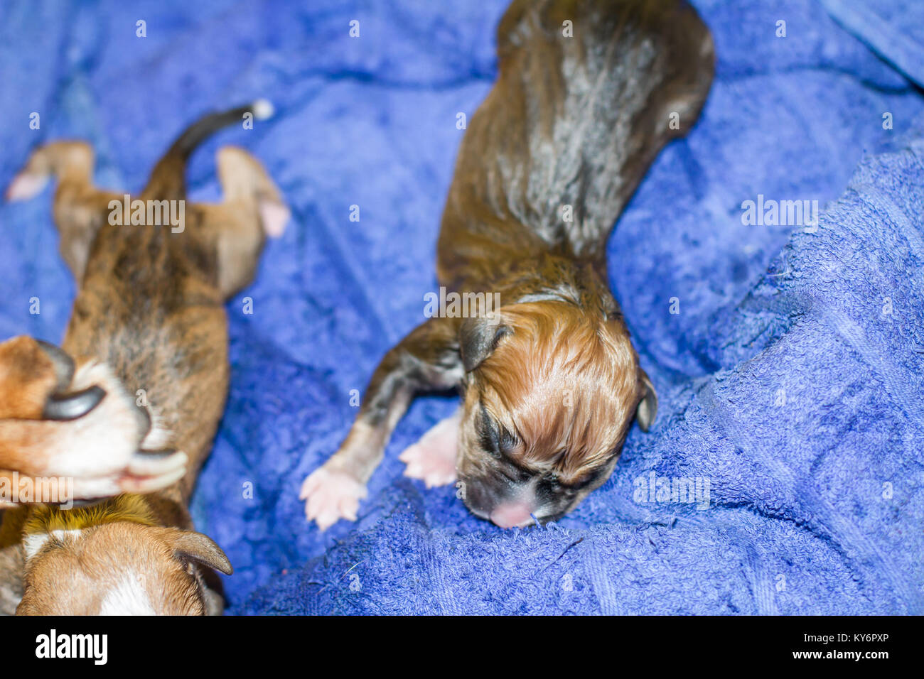 Un cane femmina di dare la nascita di cuccioli, neonato cuccioli Foto Stock
