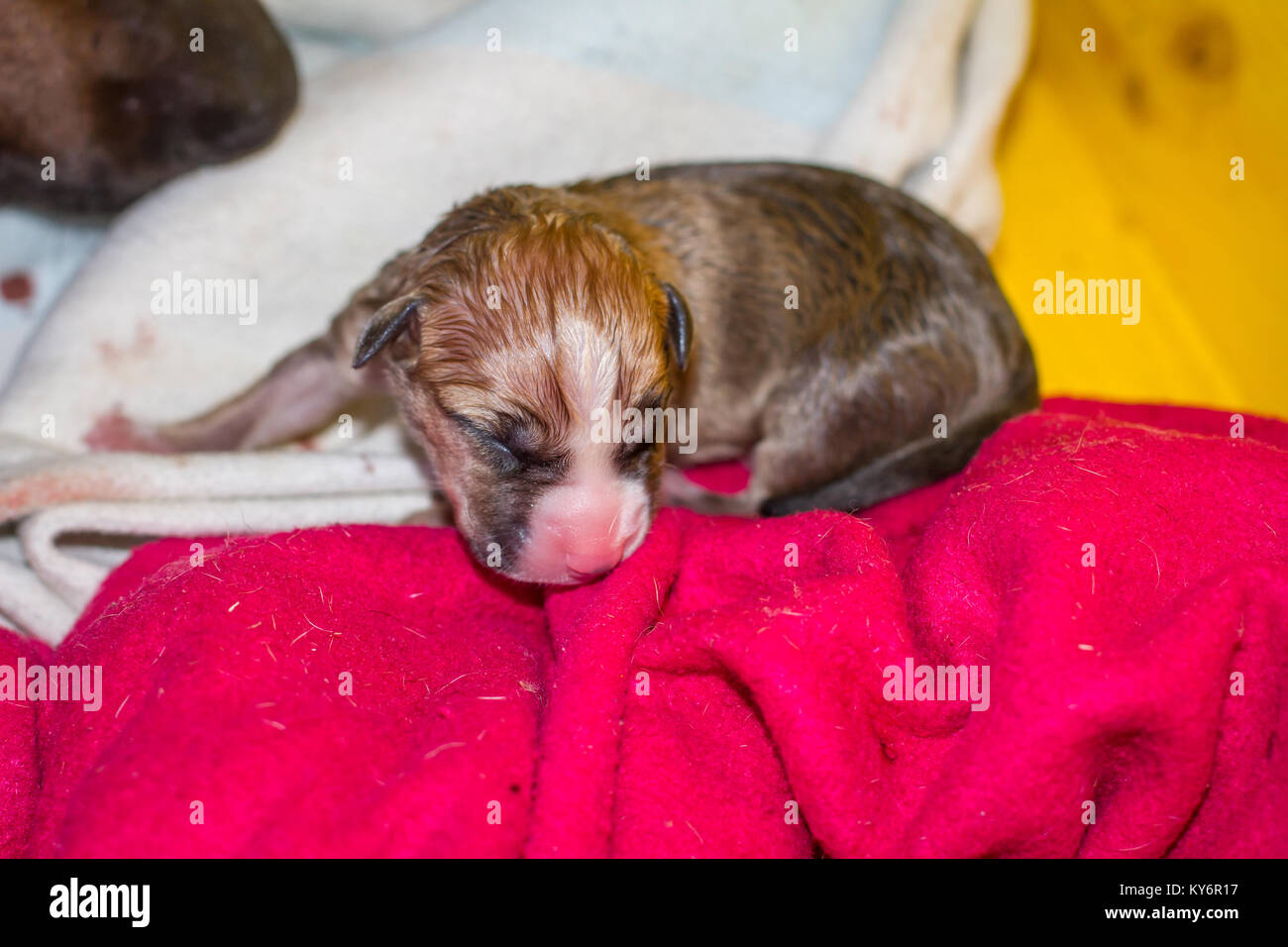 Un cane femmina di dare la nascita di cuccioli, neonato cuccioli Foto Stock