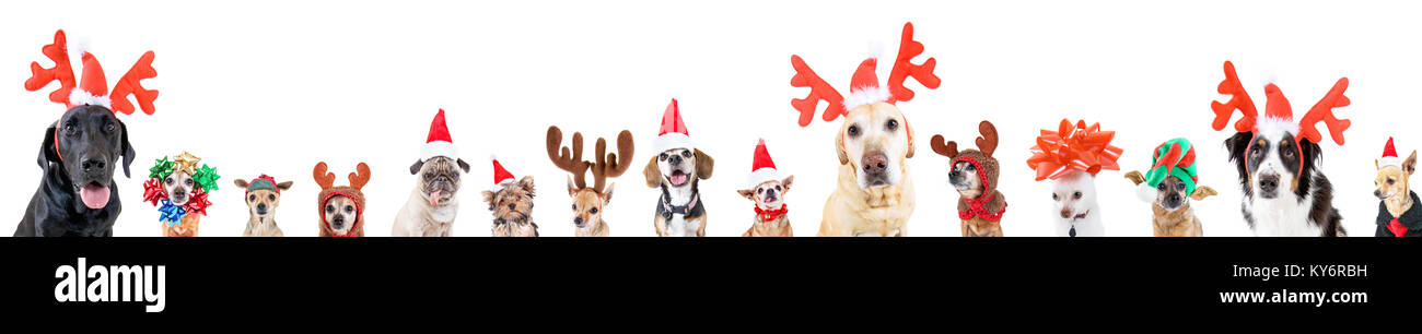 Gruppo di varie razze di cani con differenti cappelli di Natale o costumi isolato su un fondo bianco Foto Stock