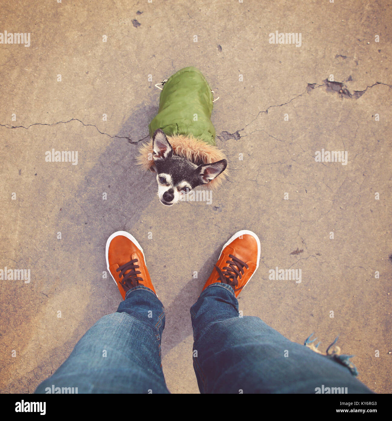Carino chihuahua vestito in una giacca verde con una pelliccia cappuccio foderato al suo proprietario di piedi di ricercare in una prospettiva unica tonica con un retro vintage in Foto Stock