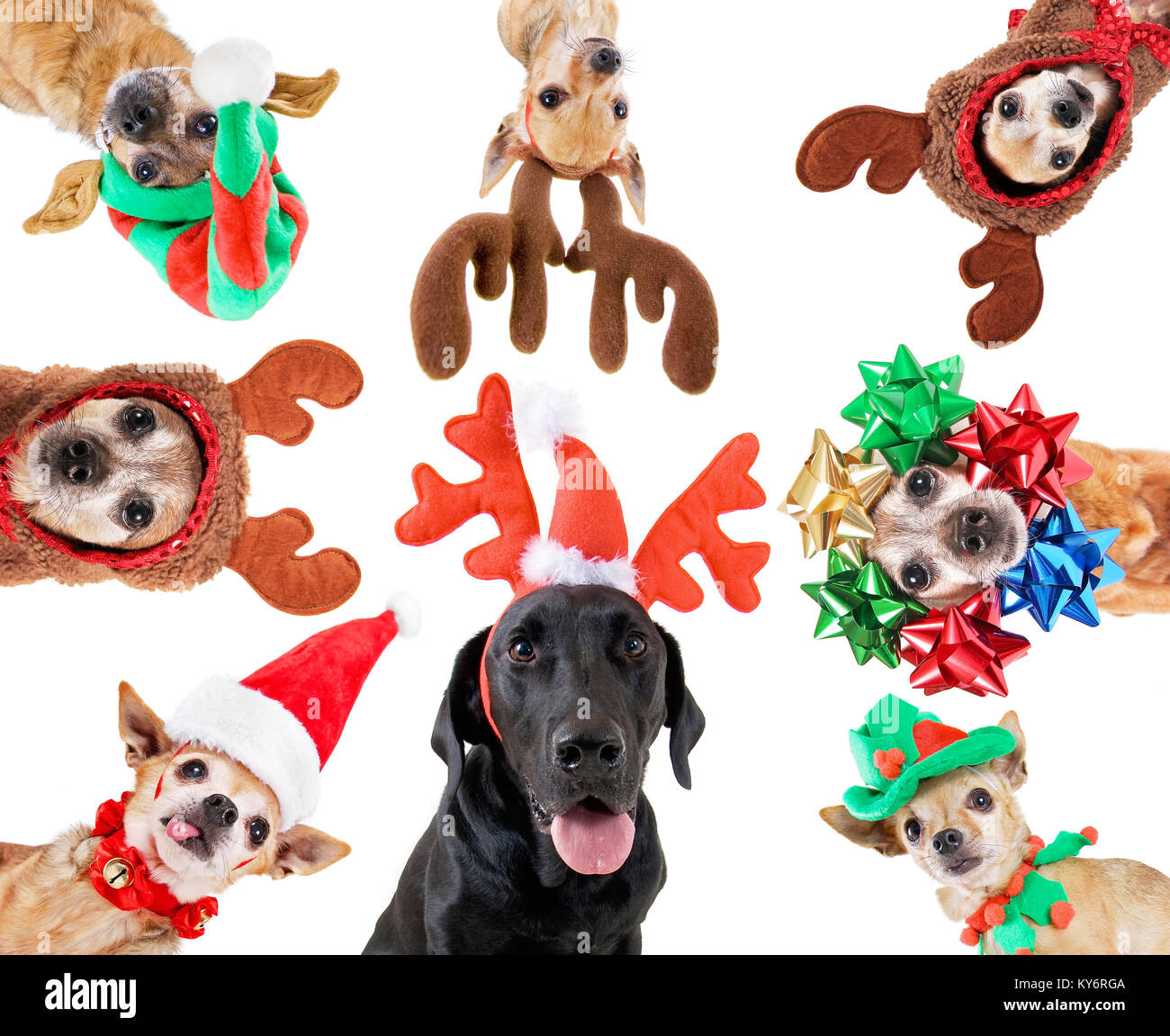 Gruppo di varie razze di cani con differenti cappelli di Natale o costumi isolato su un fondo bianco Foto Stock