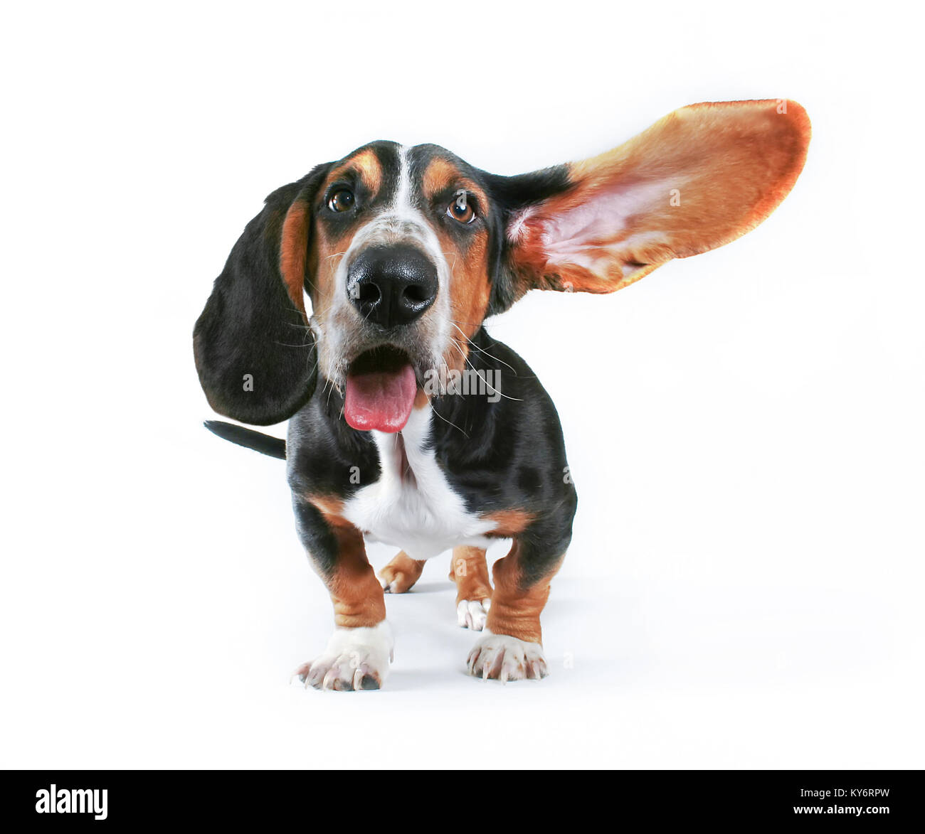 Basset Hound con uno dei suoi orecchi volare lontano e la sua lingua appendere fuori isolato su uno sfondo bianco Foto Stock