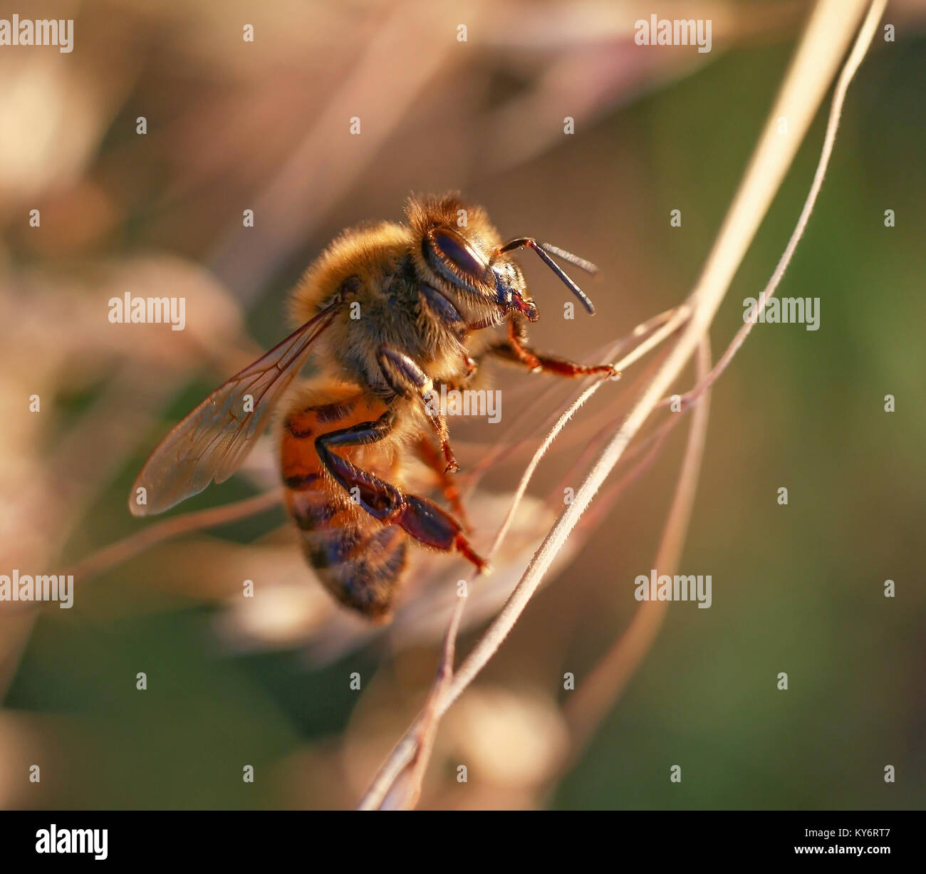 Bello e colorato bee in un ambiente naturale ambiente in cerca di insetti o di altri prodotti alimentari Foto Stock