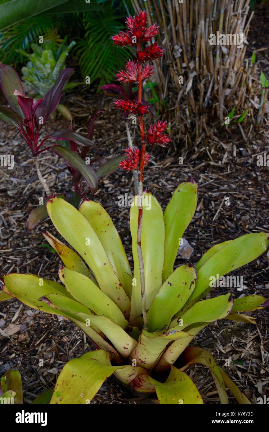 Bromeliad con rosso brillante con dei fiori in un giardino suburbano, Sunshine Coast, Queensland, Australia Foto Stock