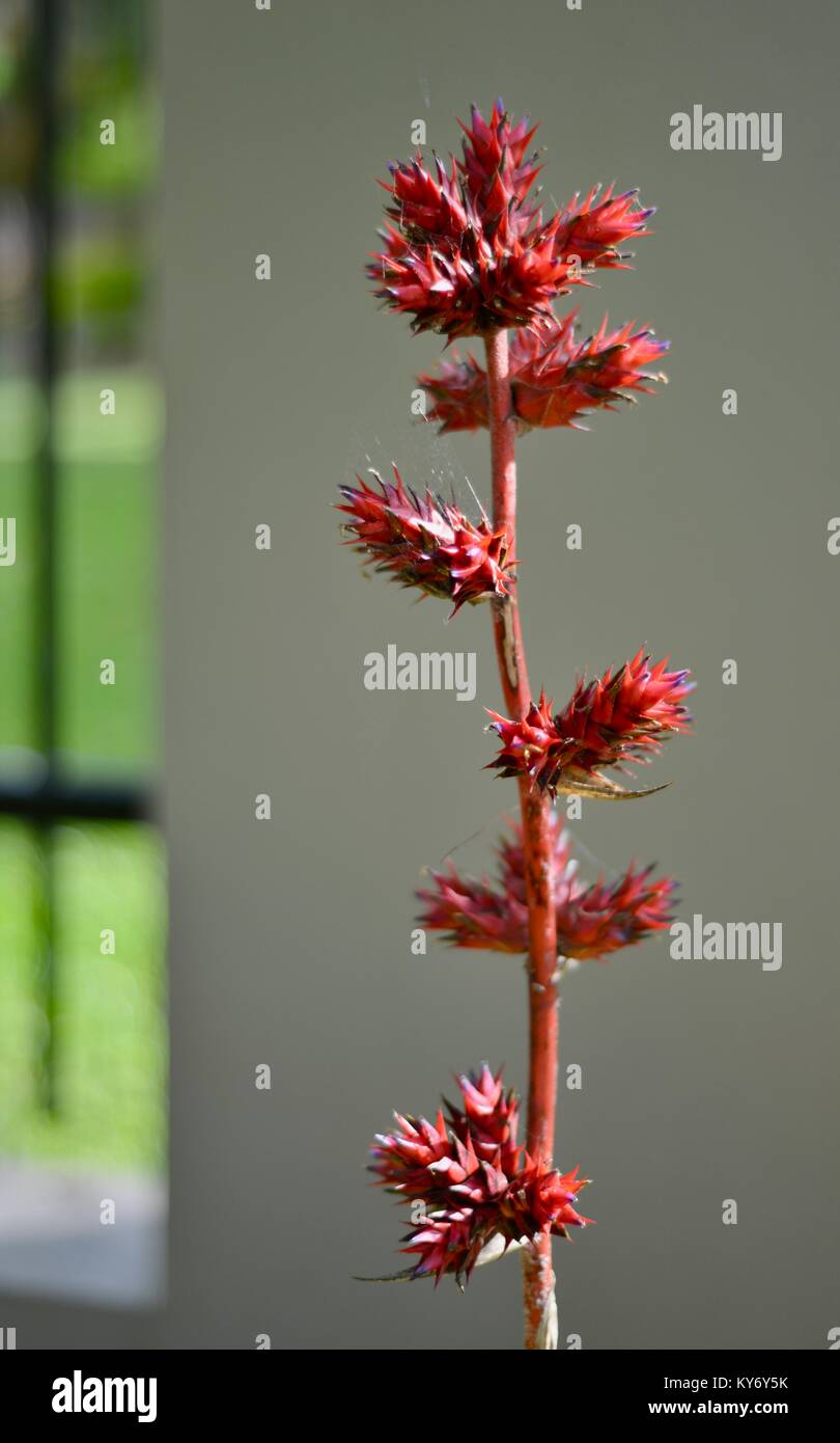 Bromeliad con rosso brillante con dei fiori in un giardino suburbano, Sunshine Coast, Queensland, Australia Foto Stock