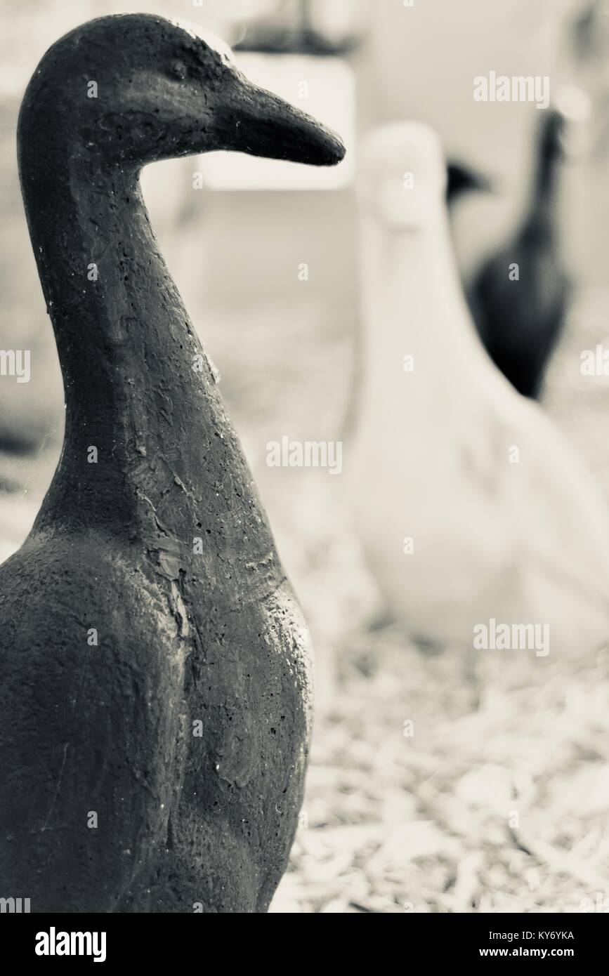 Anatre in ceramica in piedi di altezza in un giardino suburbano, Sunshine Coast, Queensland, Australia Foto Stock