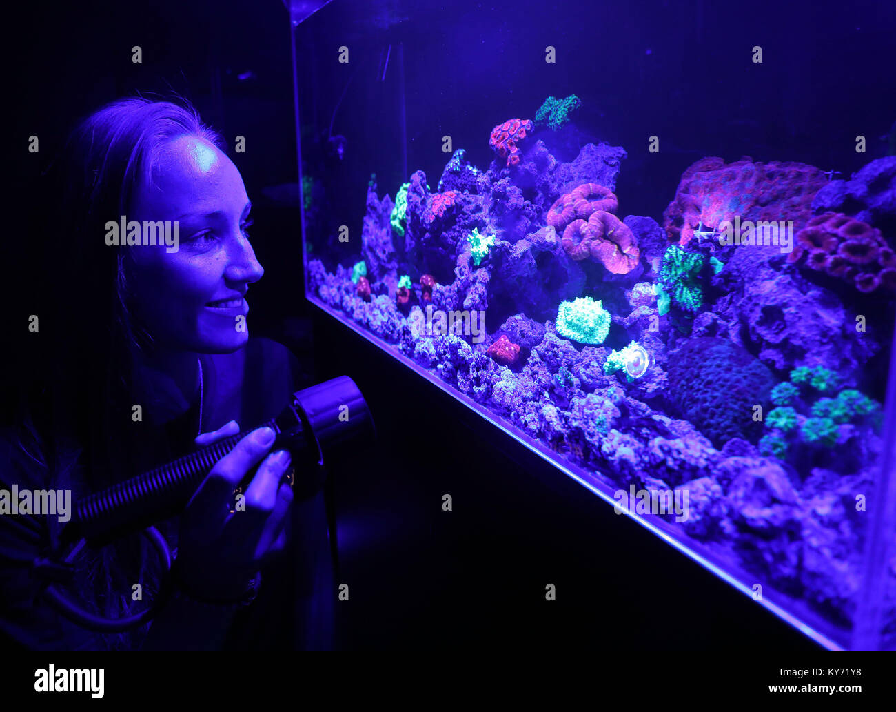 Pic mostra: scienziato guardando il "glow in the dark' coral presso la Royal Society Mostre estive. Pic da Gavin Rodgers/Pixel 8000 Ltd Foto Stock