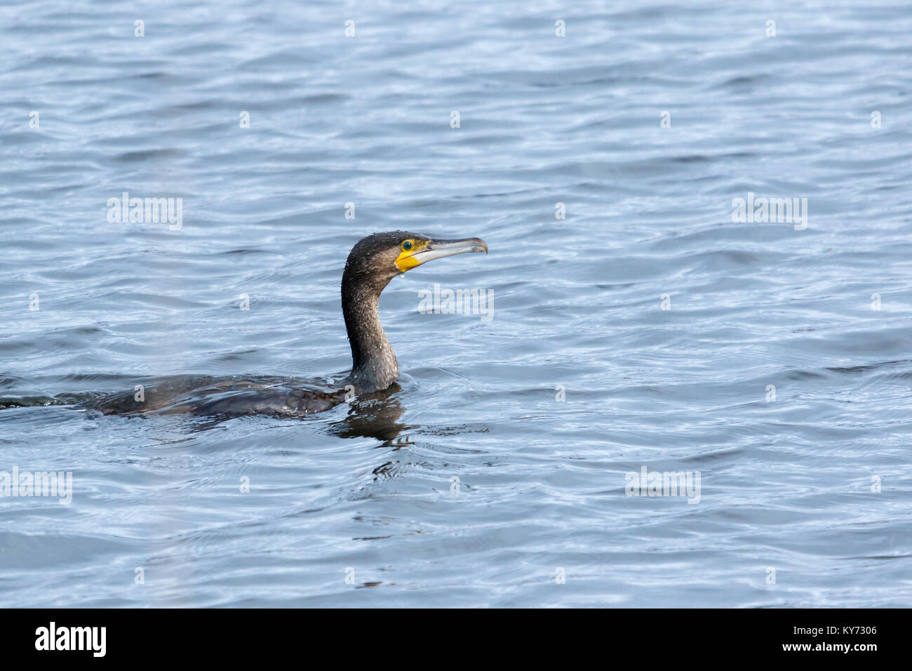 Cormorano (Phalacrocorax carbo) Aiguamolls de l'Empordà Parco naturale Foto Stock