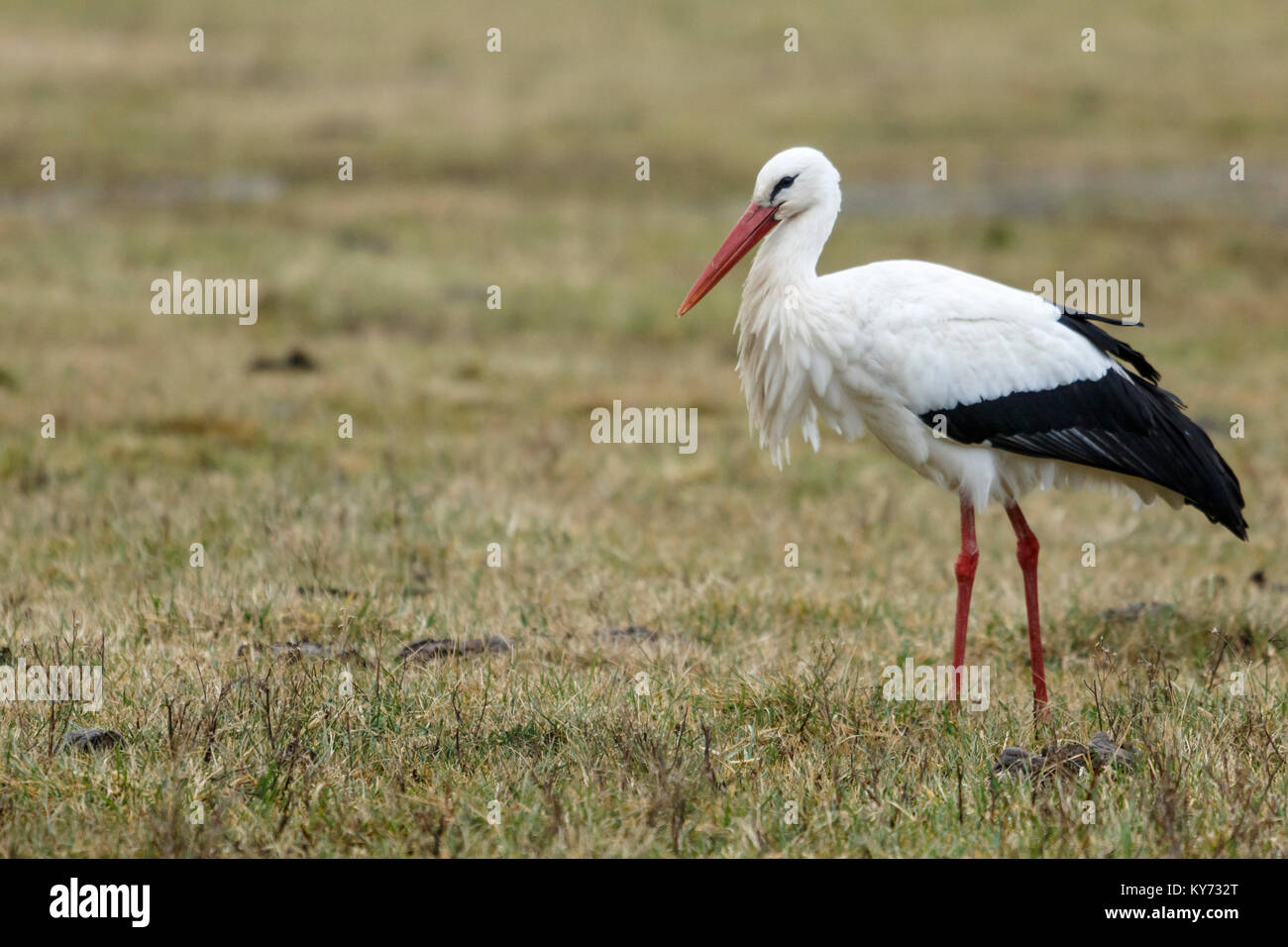 Cicogna bianca in cerca di cibo a Aiguamolls de l'Empordà parco naturale (Girona, in Catalogna) Foto Stock