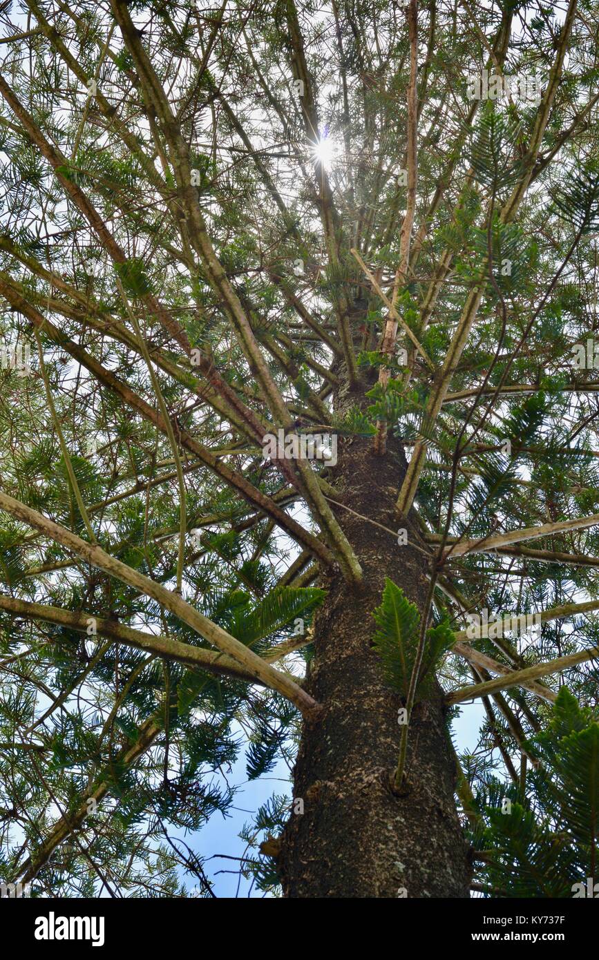 Raggi di sole andare attraverso il fogliame di un isola Norfolk pino Araucaria heterophylla, Sunshine Coast, Queensland, Australia Foto Stock