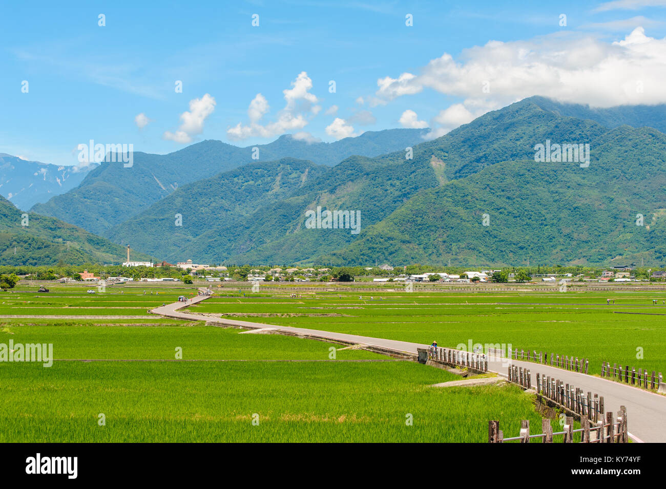 Campo di riso in Taitung, Taiwan Foto Stock