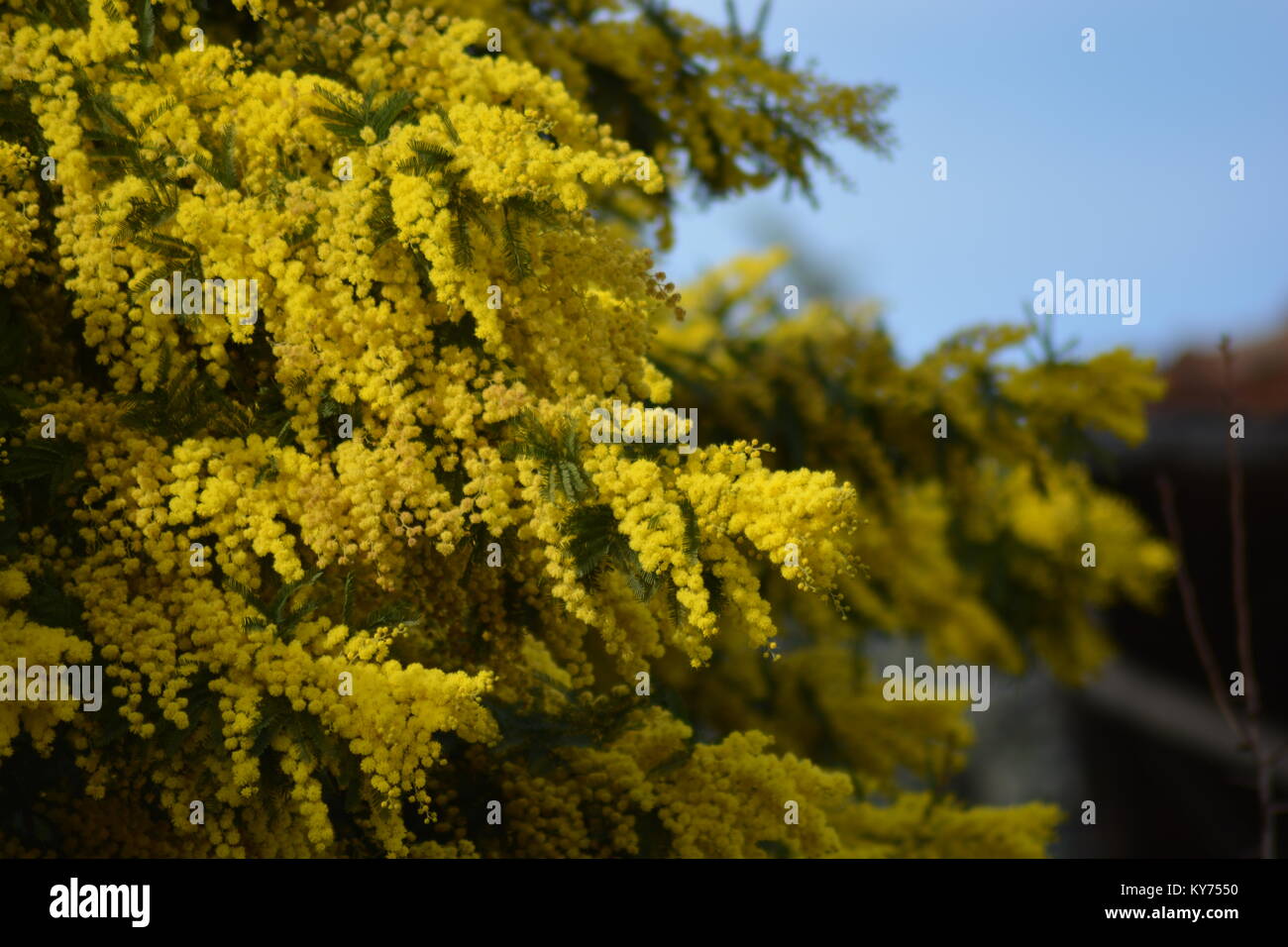 albero di mimosa in giardino