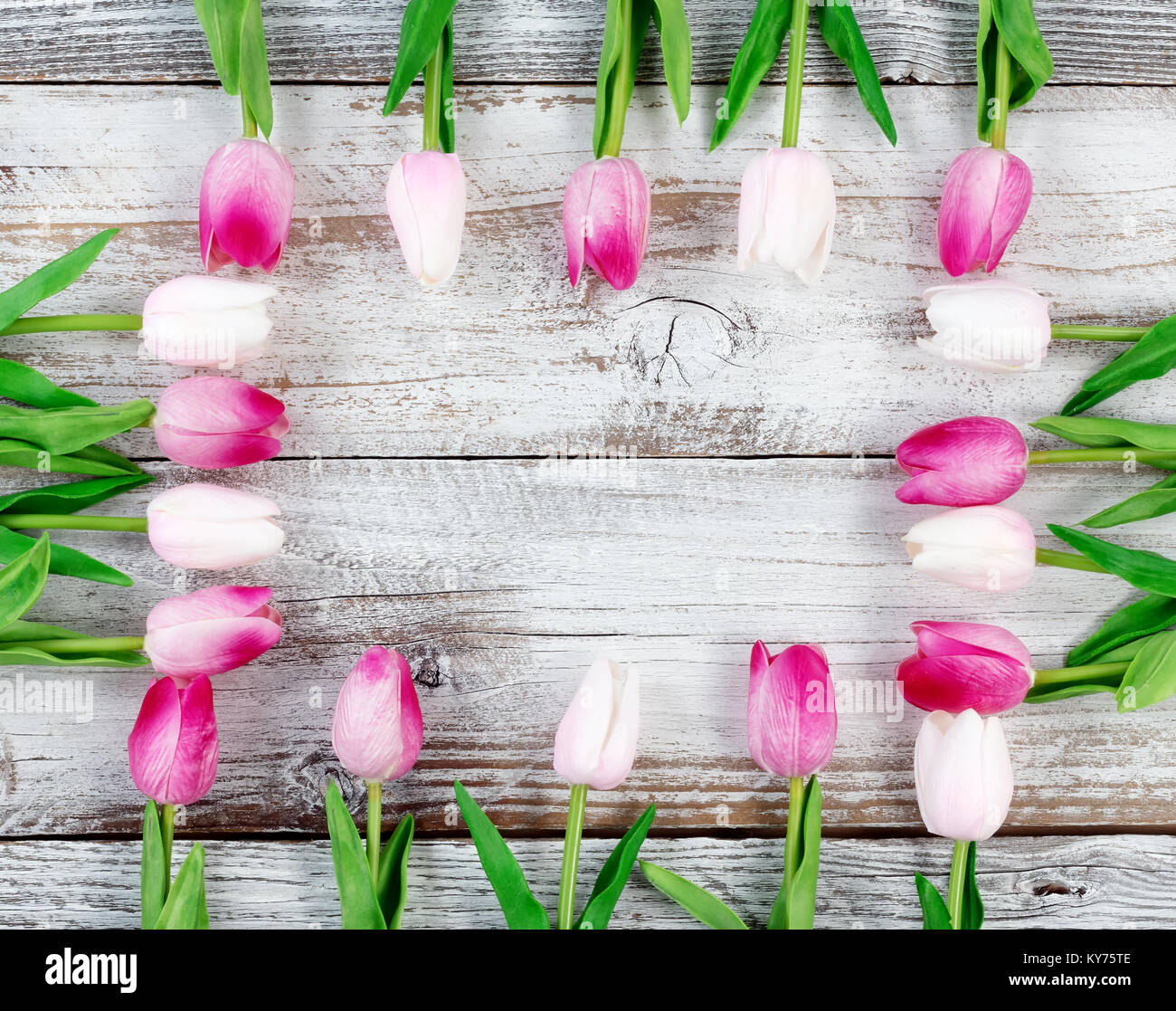 Tulipani colorati formando bordo rettangolare su rustiche in legno bianco per lo sfondo di Pasqua Foto Stock