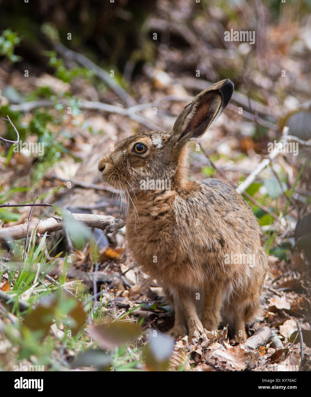 Marrone/Europan lepre Lepus europaeus nel nord del bosco di querce nel Peak District. Foto Stock