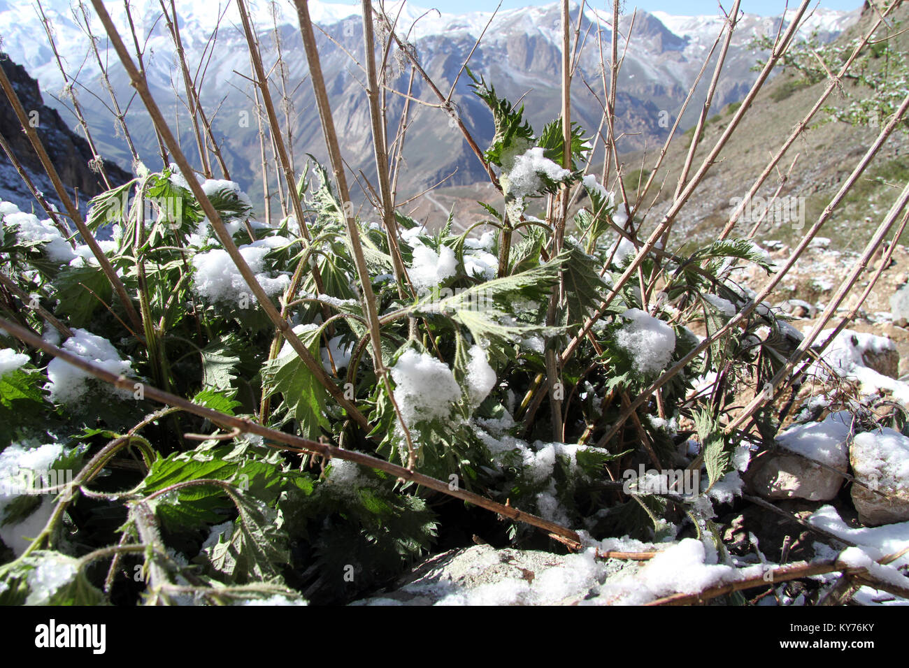 Erba verde e alghe e neve in moun tain, Iran Foto Stock