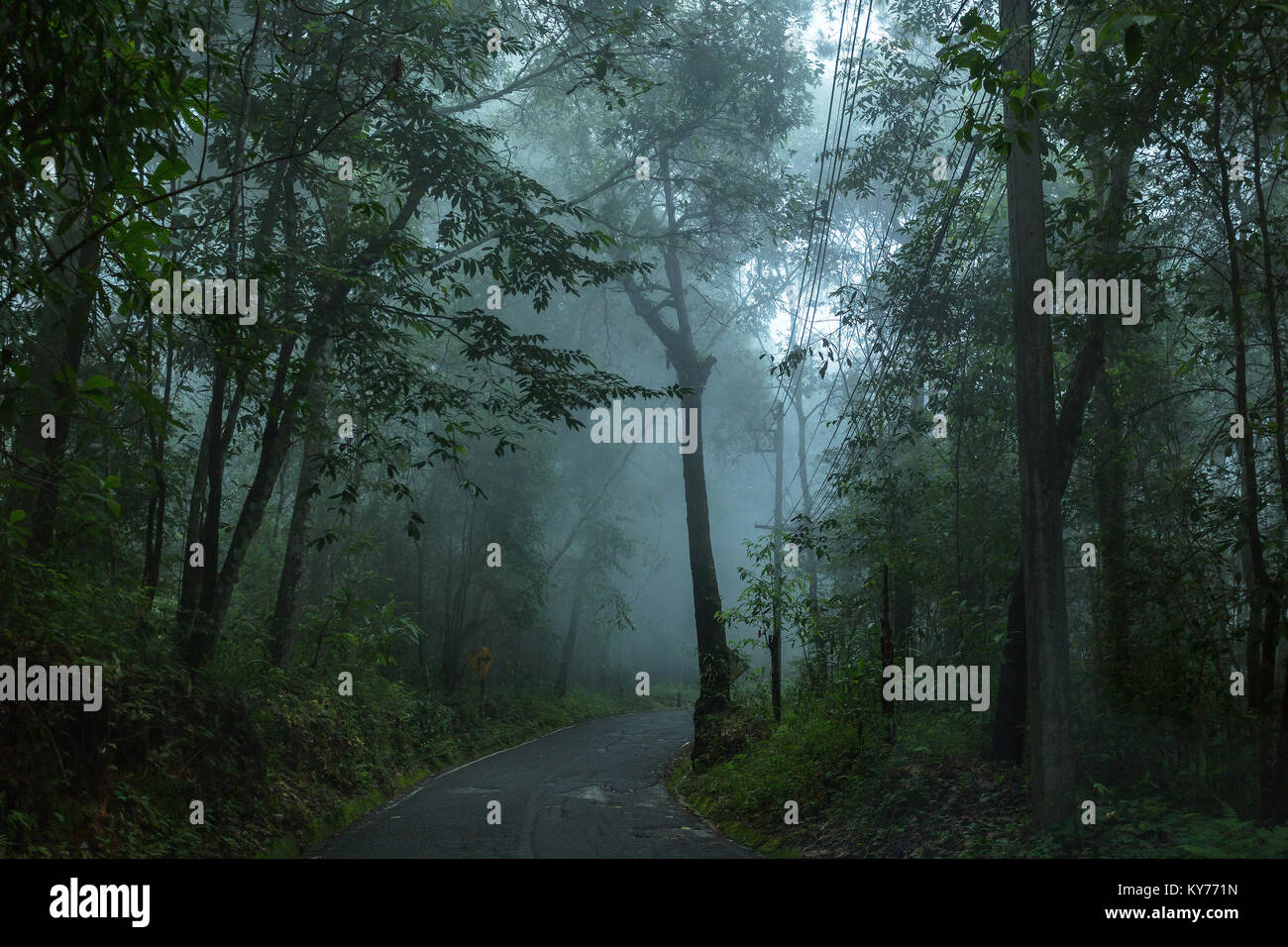 Wet strada asfaltata nella foresta pluviale con la nebbia e la pioggia di giorno Foto Stock