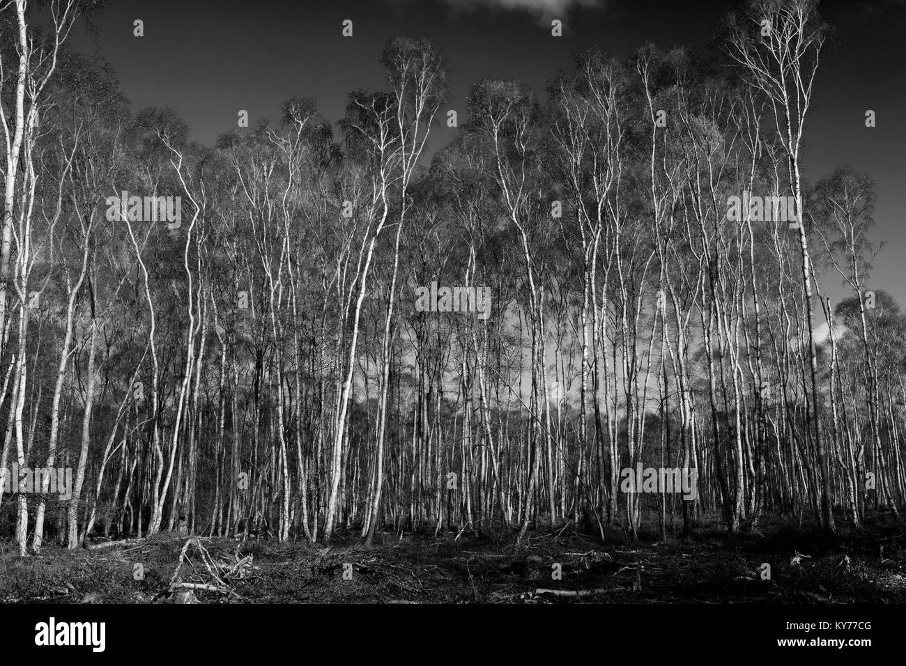 Autunno argento di betulle a Holme Fen, Cambridgeshire, England, Regno Unito Foto Stock