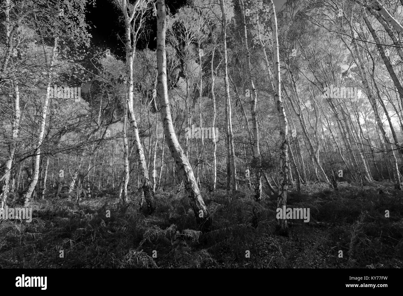 Autunno argento di betulle a Holme Fen, Cambridgeshire, England, Regno Unito Foto Stock