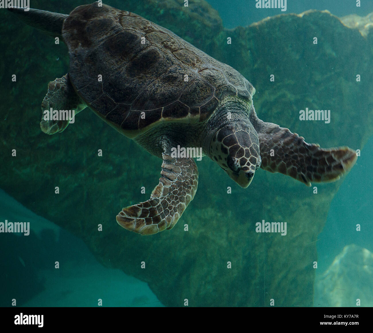 Sea Turtle nuotare nel mare Foto Stock