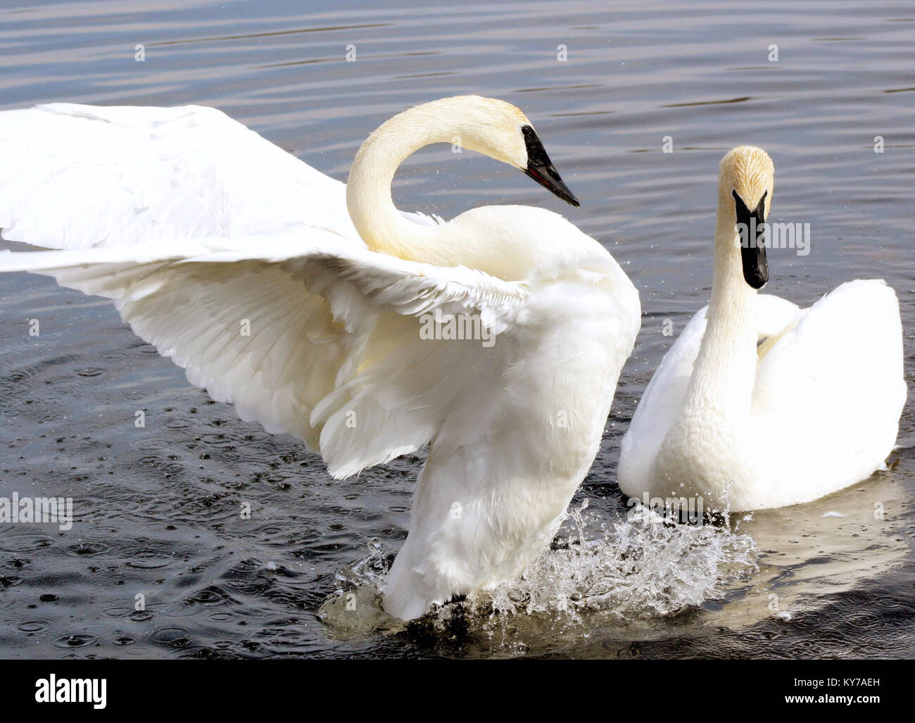 La danza di corteggiamento di due Trumpeter Swans Foto Stock
