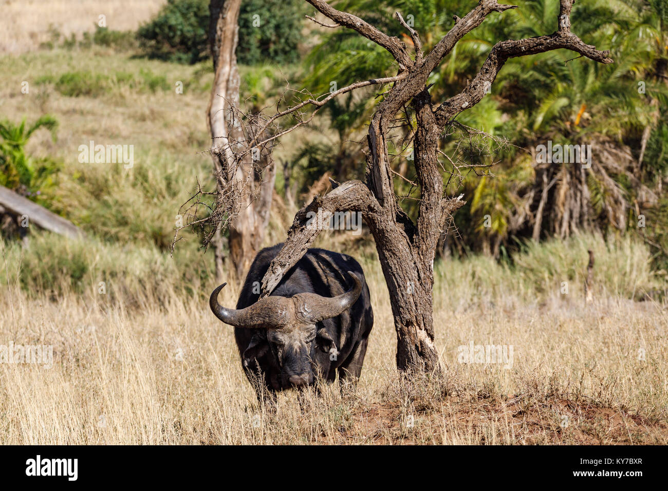 Lonely maturo maschio della Buffalo di graffiare la schiena con ramo di albero nella savana erba, ottobre 2017, Serengeti National Park, Tanzania Africa Foto Stock Lonely maturo maschio della Buffalo di graffiare la schiena con ramo di albero nella savana erba, ottobre 2017, Serengeti National Park, Tanzania Africa Foto Stock