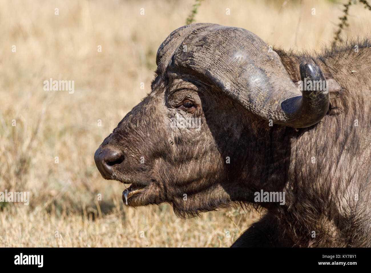Lonely maturo maschio di bufalo giacente nella savana erba, profilo ritratto, headshot, sputare in bocca, lo spazio per il titolo, ottobre 2017, Serengeti National P Foto Stock