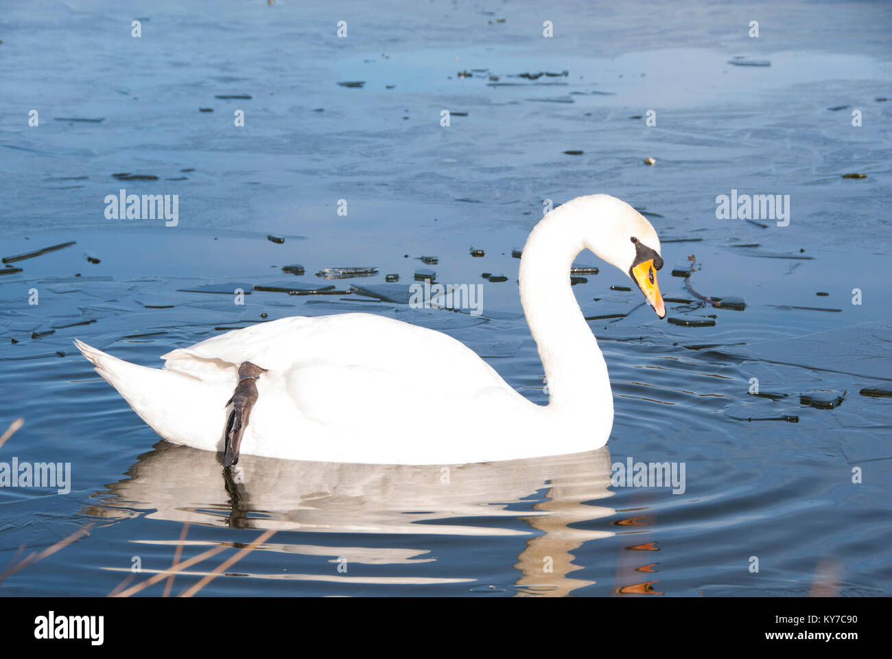 Un cigno solitario sul ghiaccio: waterfowl lotta come freddo inverno temperature causano l'acqua di lago di congelare oltre, Sheffield Regno Unito 2015 Foto Stock
