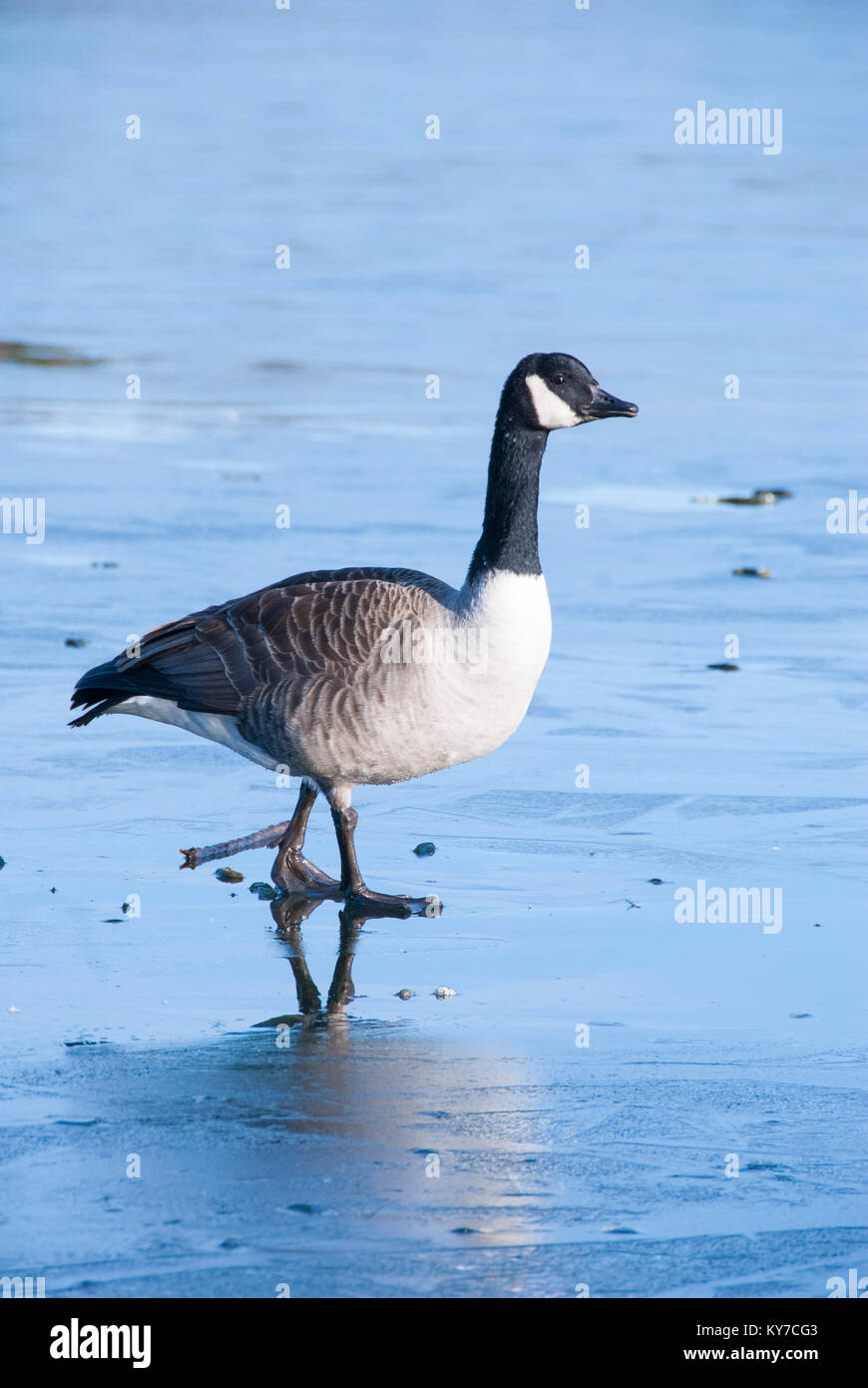 Un oca solitario sul ghiaccio: waterfowl lotta come freddo inverno temperature causano l'acqua di lago di congelare oltre, Sheffield Regno Unito 2015 Foto Stock