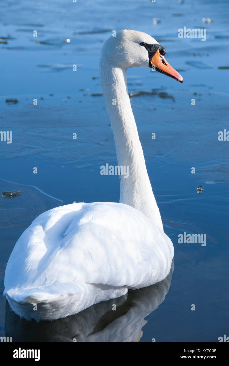 Un cigno solitario sul ghiaccio: waterfowl lotta come freddo inverno temperature causano l'acqua di lago di congelare oltre, Sheffield Regno Unito 2015 Foto Stock