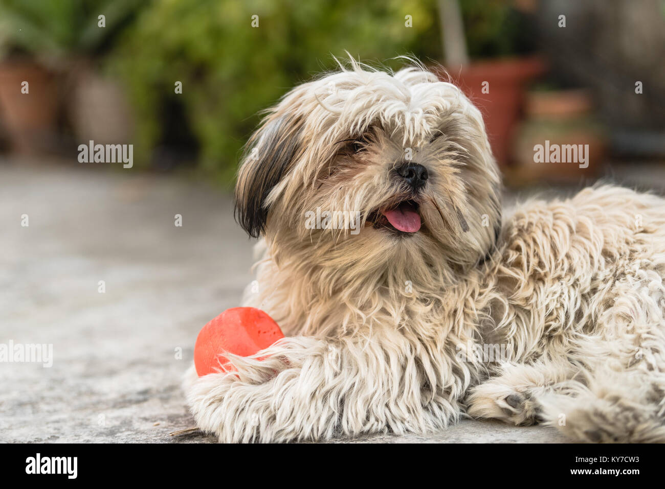 Shih Tzu, noto anche come il crisantemo cane, è un cane giocattolo razza seduto sul pavimento con un gioco della palla Foto Stock