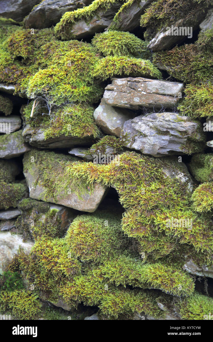 Coperte di muschio secco muro di pietra nel Lake District cumbria Foto Stock