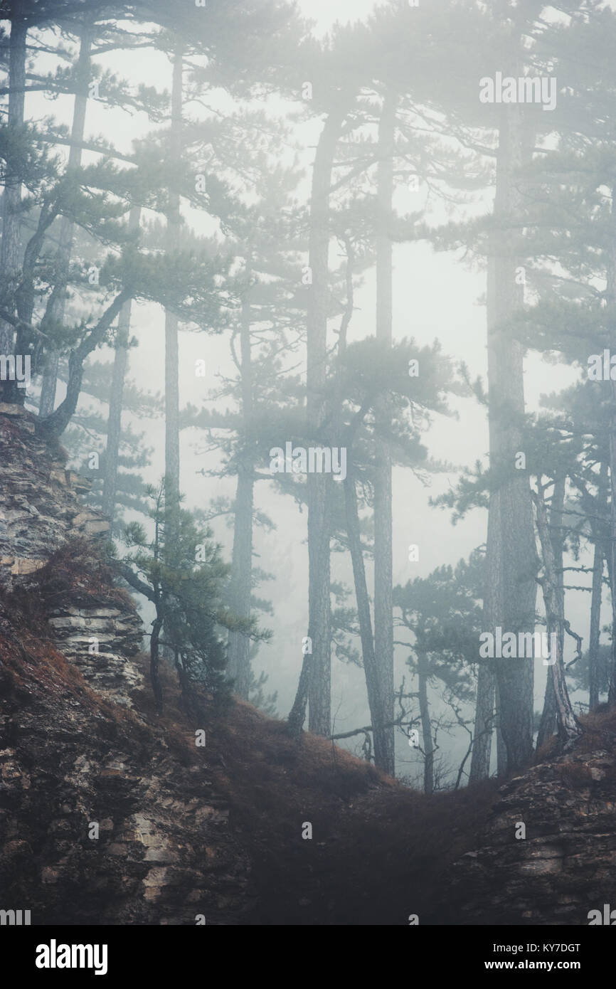 La nebbia la foresta di conifere brumoso paesaggio alberi Viaggi di sfondo sereno vista panoramica Foto Stock