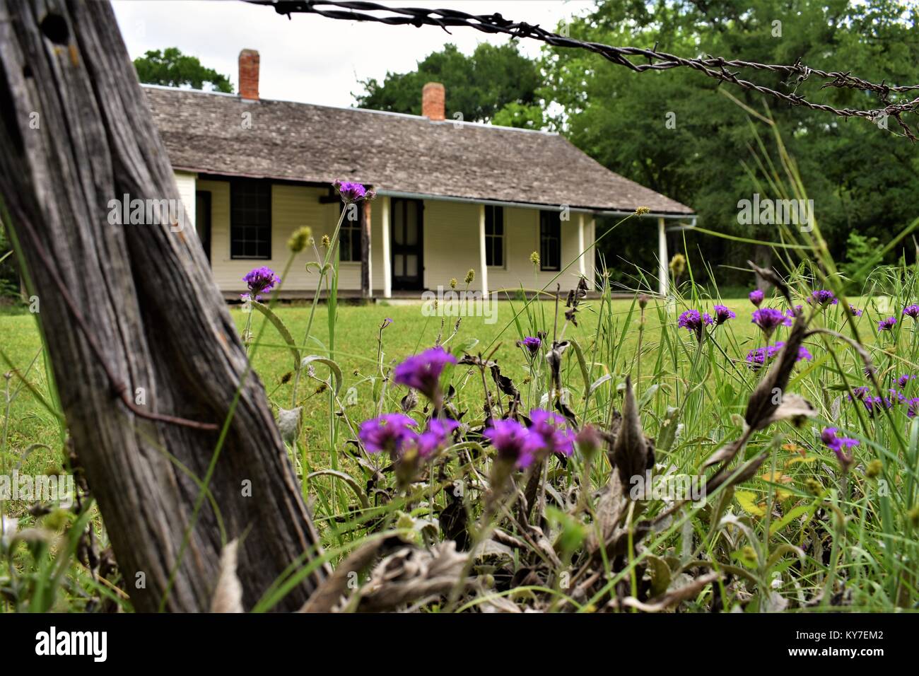 Ranch house con viola i fiori selvatici. Foto Stock