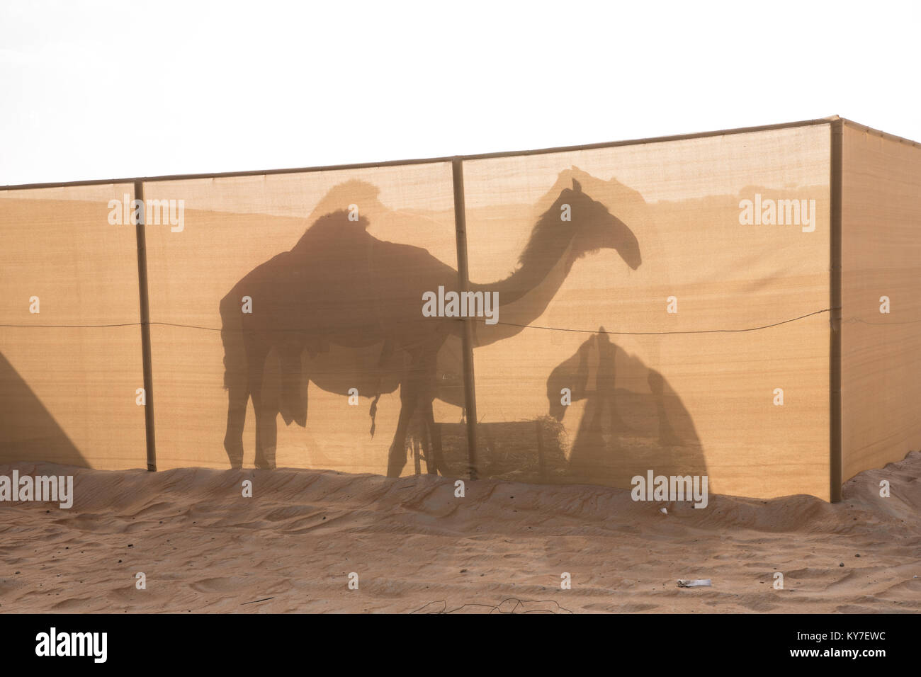 Silhouette di cammelli su una tela tenendo pen nel deserto. Abu Dhabi, negli Emirati Arabi Uniti. Foto Stock