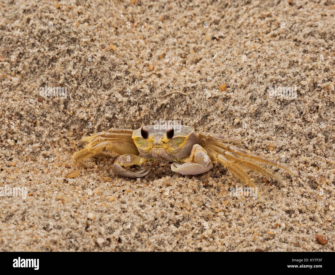 NC01272-00...CAROLINA DEL NORD - un granchio fantasma su una spiaggia lungo l'Oceano Atlantico sulla Outer Banks. Foto Stock