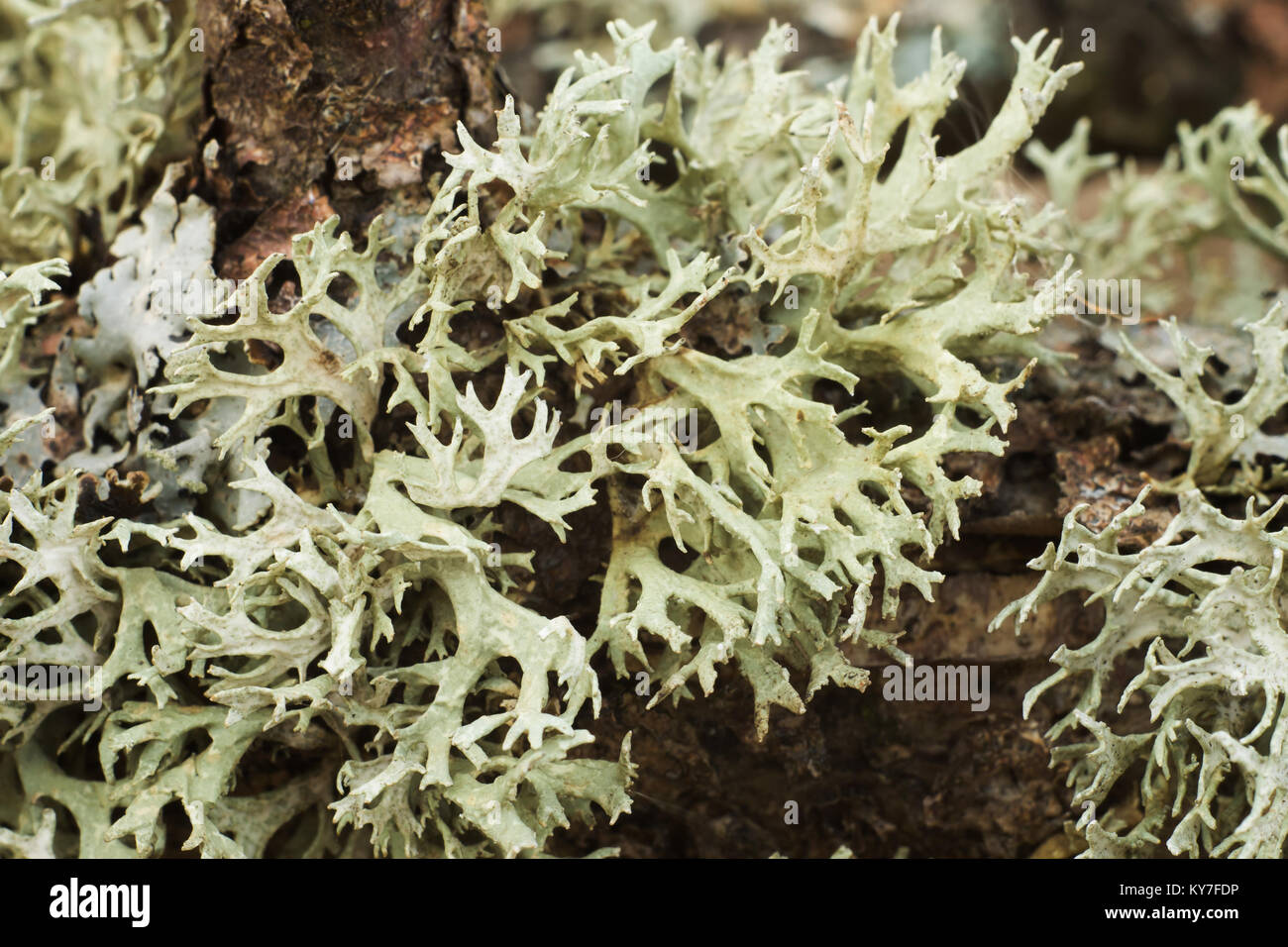 Ramo di sfondo coperto con moss closeup. profondità di campo Foto Stock