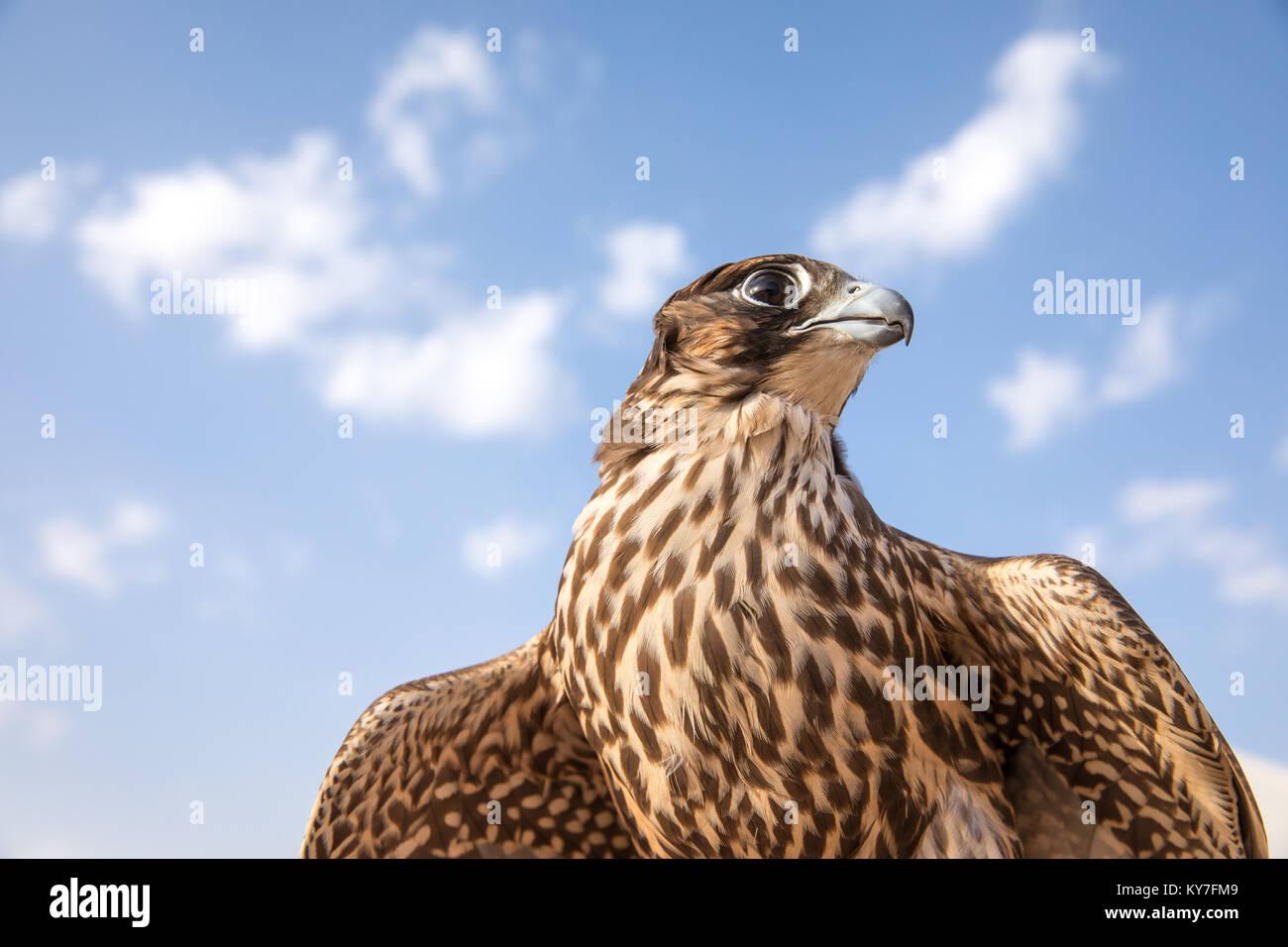 Close-up verticale di una bella e sana falcon, Abu Dhabi, negli Emirati Arabi Uniti. Foto Stock