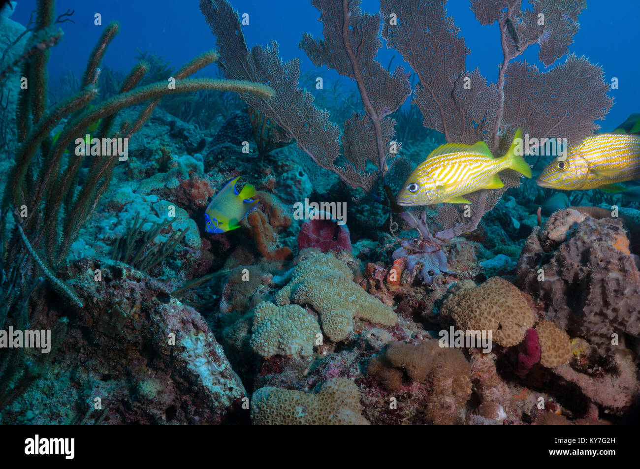 Grunt francese Foto Stock