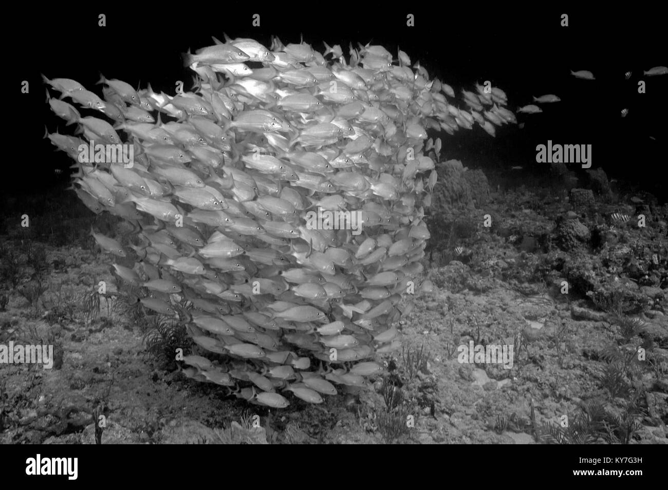 scuola di pesce Foto Stock